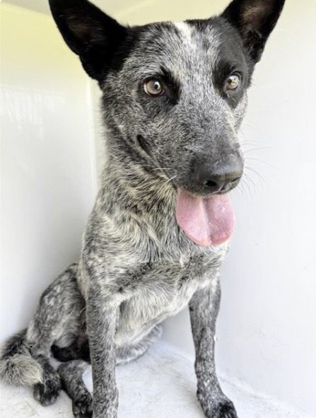 A660373 - Australian Cattle Dog/Blue Heeler available for adoption