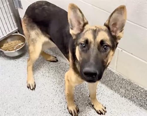 MONDO - German Shepherd Dog available for adoption