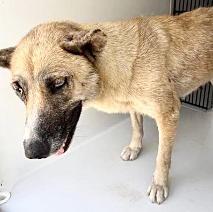 A657705 - Belgian Shepherd Malinois available for adoption