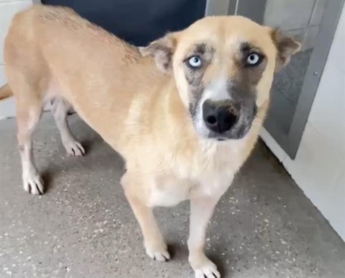 EMILY - Siberian Husky available for adoption