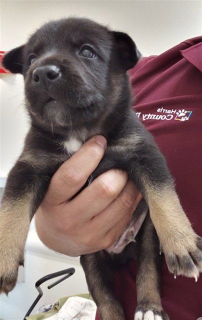 A659304 - German Shepherd Dog available for adoption