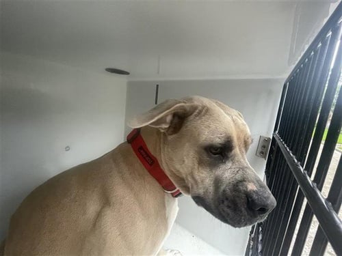 A657870 - Pit Bull Terrier available for adoption