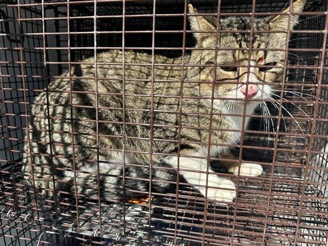 A650246 - Domestic Short Hair available for adoption