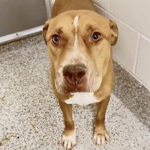 ZEUS - Pit Bull Terrier available for adoption