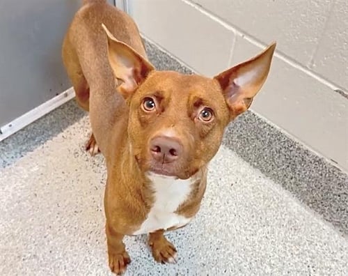 ANGEL - Pit Bull Terrier available for adoption