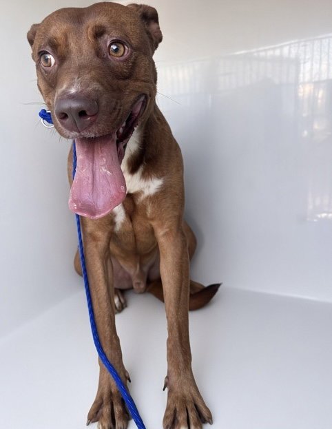 ANGEL - Pit Bull Terrier available for adoption