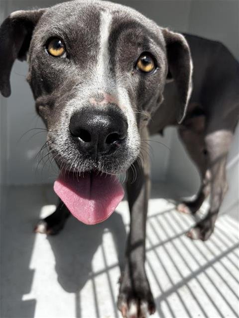 A660378 - Pit Bull Terrier available for adoption