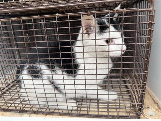 A650501 - Domestic Short Hair available for adoption