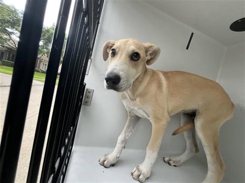 BUNNY - Siberian Husky / Labrador Retriever available for adoption