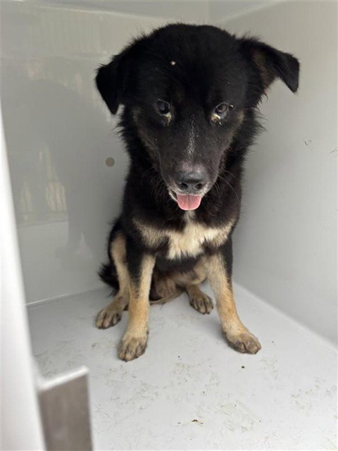 A662029 - German Shepherd Dog available for adoption