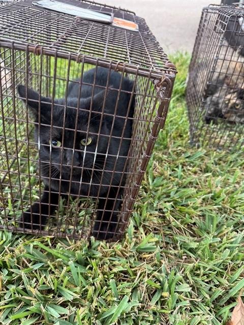 A662868 - Domestic Short Hair available for adoption