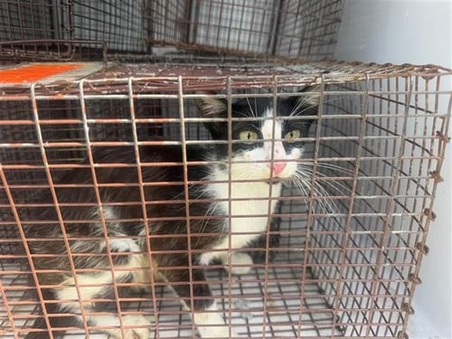 A657683 - Domestic Short Hair available for adoption