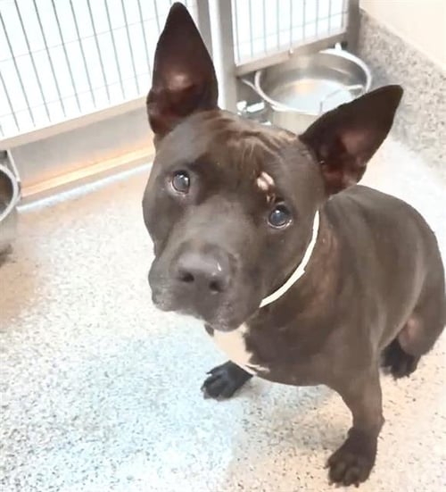 MIER MAC - Pit Bull Terrier available for adoption