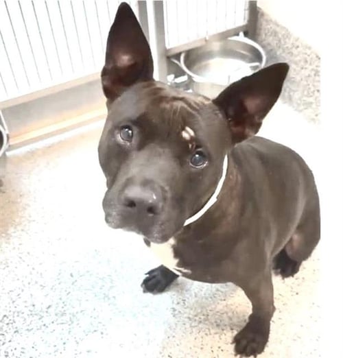 MIER MAC - Pit Bull Terrier available for adoption