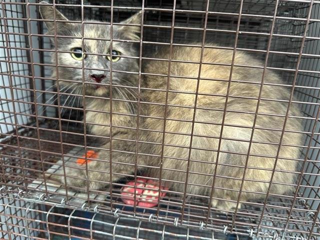 A649661 - Domestic Long Hair available for adoption