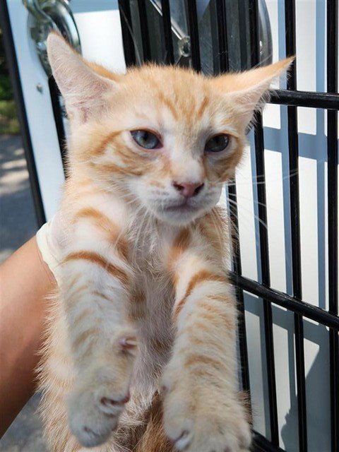 A662249 - Domestic Short Hair available for adoption