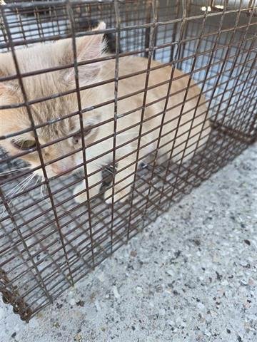 16 - Domestic Short Hair available for adoption