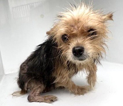 A657882 - Yorkshire Terrier Yorkie available for adoption