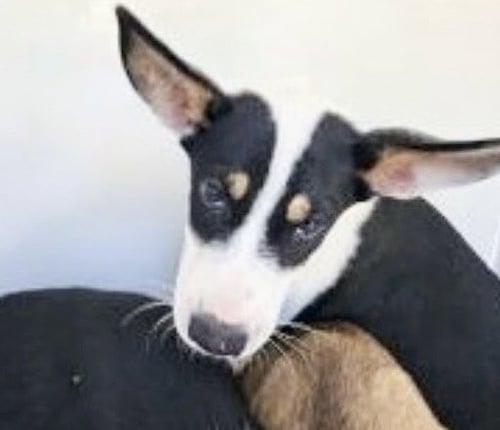 A660584 - Husky / German Shepherd Dog available for adoption