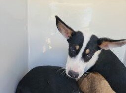A660584 - Husky / German Shepherd Dog available for adoption