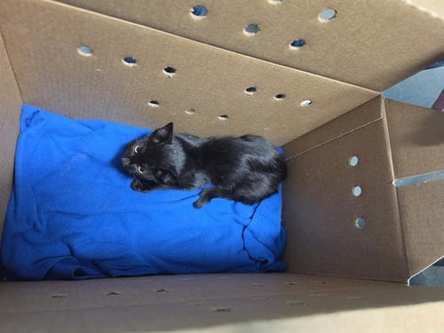 A658598 - Domestic Medium Hair available for adoption