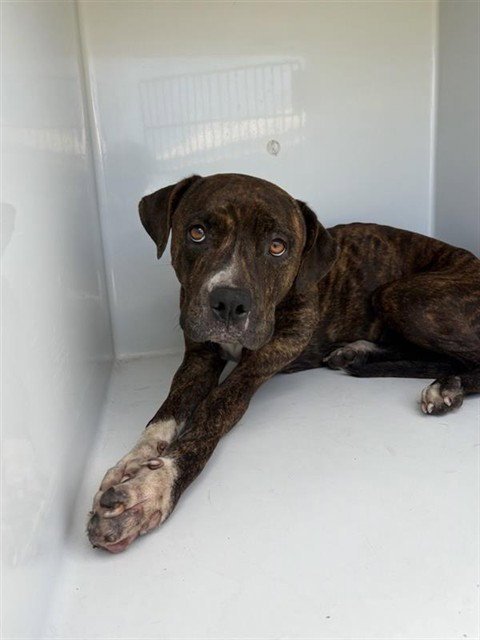 A661108 - Pit Bull Terrier available for adoption