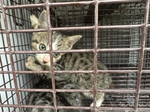 A656289 - Domestic Short Hair available for adoption