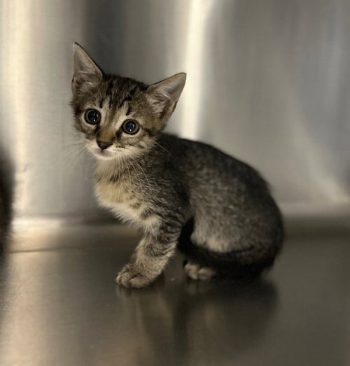 KITTEN 3