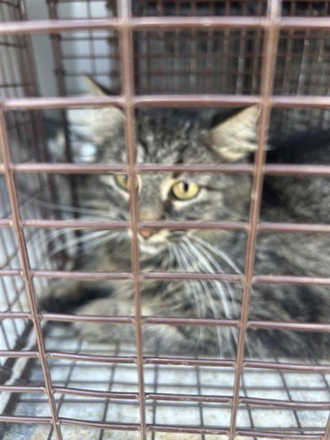 A657728 - Domestic Short Hair available for adoption