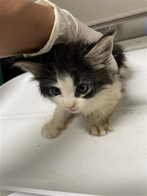 A658349 - Domestic Short Hair available for adoption