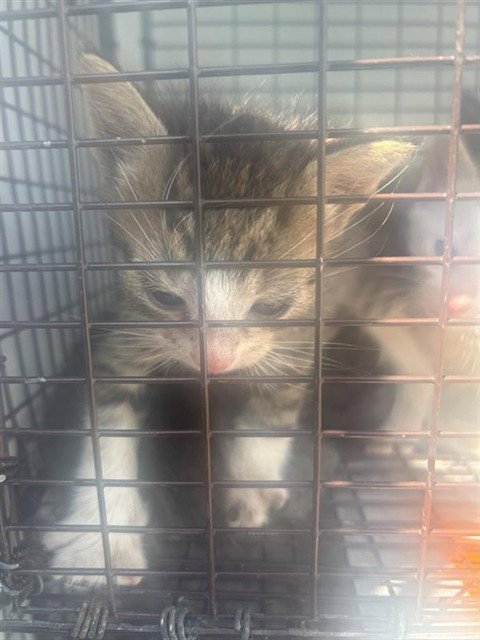A661724 - Domestic Short Hair available for adoption