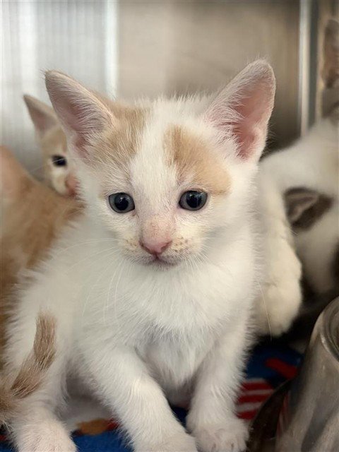 A660623 - Domestic Short Hair available for adoption