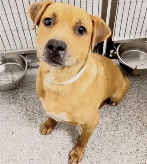 MACK - Labrador Retriever available for adoption