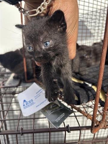 BESSIE - Domestic Short Hair available for adoption