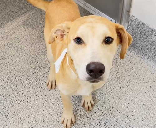 DOLLY - Labrador Retriever available for adoption