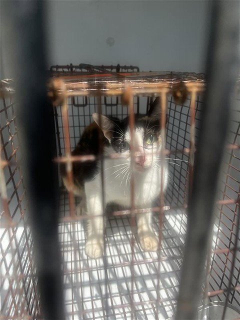 A658372 - Domestic Short Hair available for adoption