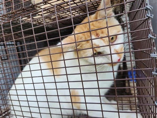 A658503 - Domestic Short Hair available for adoption