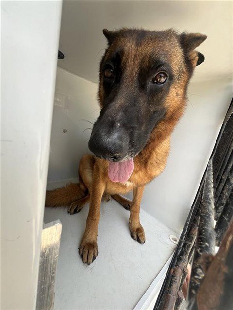 A658259 - German Shepherd Dog available for adoption