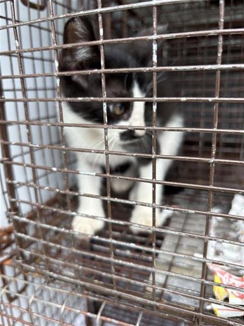 WASABI - Domestic Short Hair available for adoption