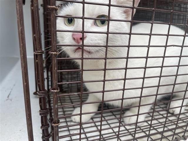 A650485 - Domestic Short Hair available for adoption