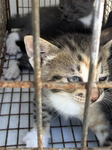 A660589 - Domestic Short Hair available for adoption