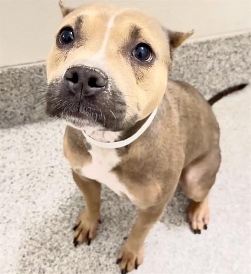 LIL BIT - Staffordshire Bull Terrier available for adoption
