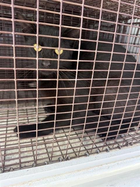 A658513 - Domestic Short Hair available for adoption