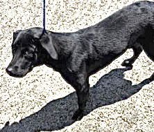 LADY - Labrador Retriever available for adoption