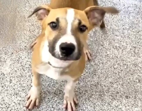 MILLIE - Beagle available for adoption