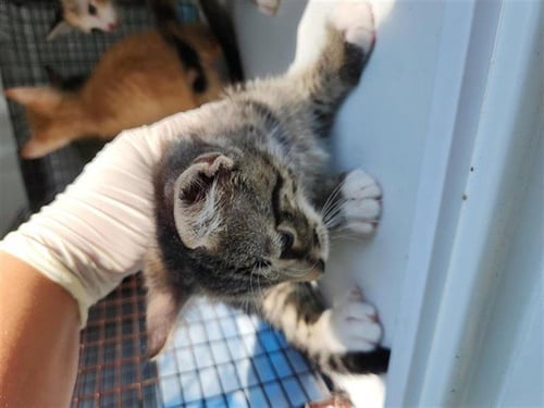 2 - Domestic Short Hair available for adoption