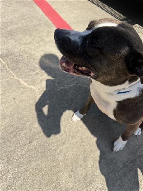 CLEO - Pit Bull Terrier available for adoption