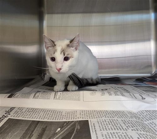IVY - Siamese available for adoption