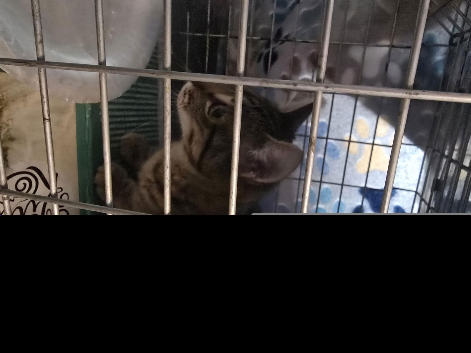 A650517 - Domestic Short Hair available for adoption