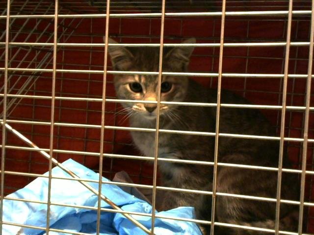 A650553 - Domestic Short Hair available for adoption